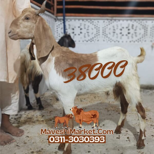 Bakra 05