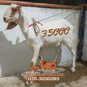 Bakra 06