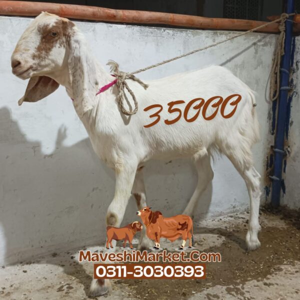 Bakra 06