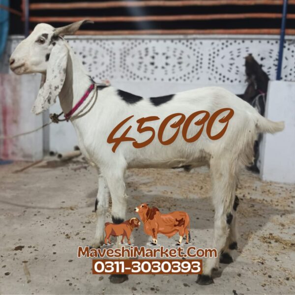 Bakra 03